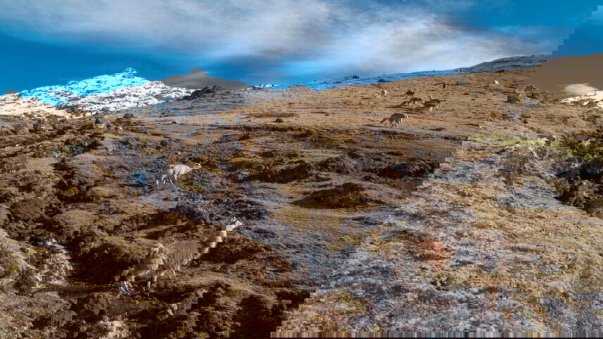 Inca Discovery (Lares Trek)