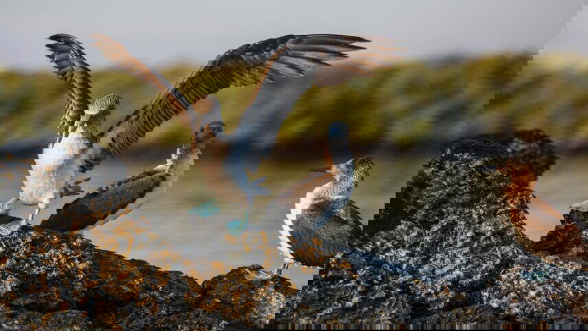 Galápagos Express Adventure: Wilderness & Wildlife