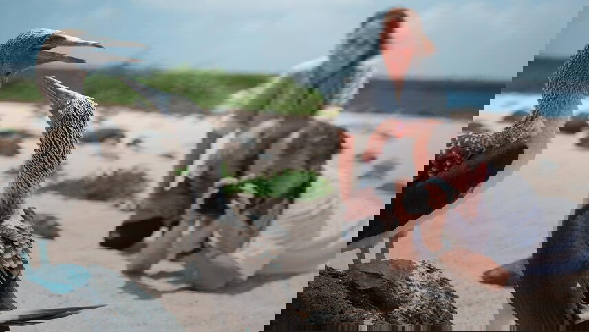 The Galápagos: Wildlife of Santa Cruz & Isabela Islands