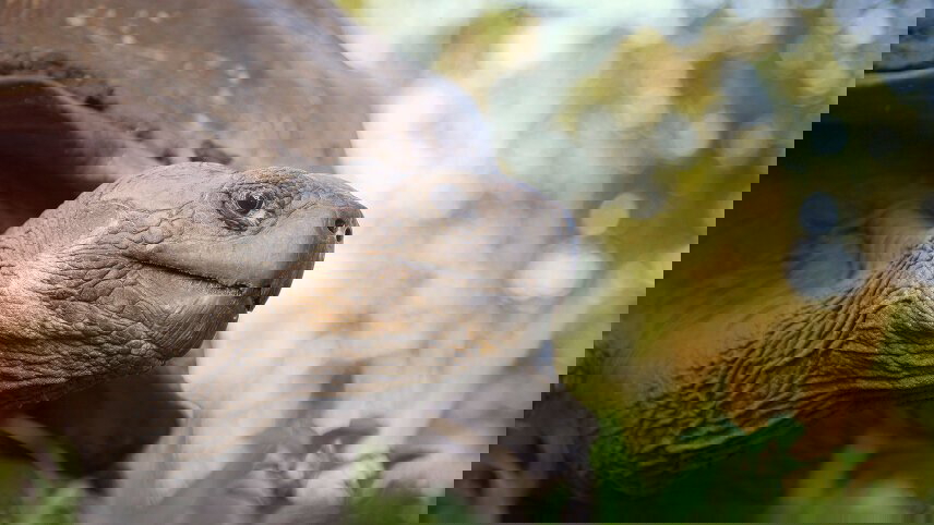 The Galápagos: Wildlife of Santa Cruz & Isabela Islands