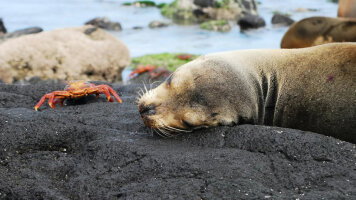 8 Day Journeys: Wildlife of the Galápagos Islands (G Adventures)