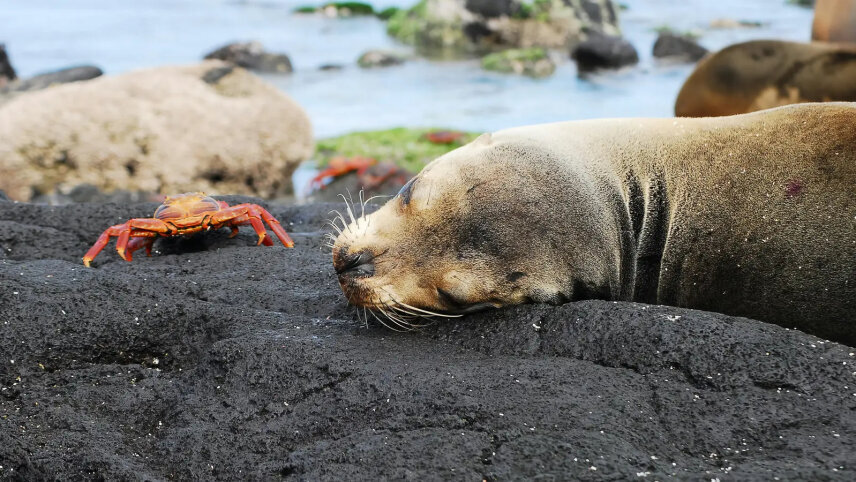 Journeys: Wildlife of the Galápagos Islands