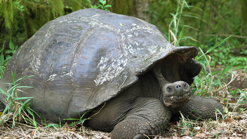 Journeys: Wildlife of the Galápagos Islands