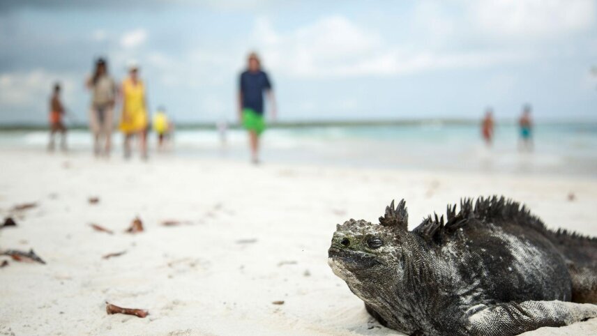 Solo-ish Galápagos