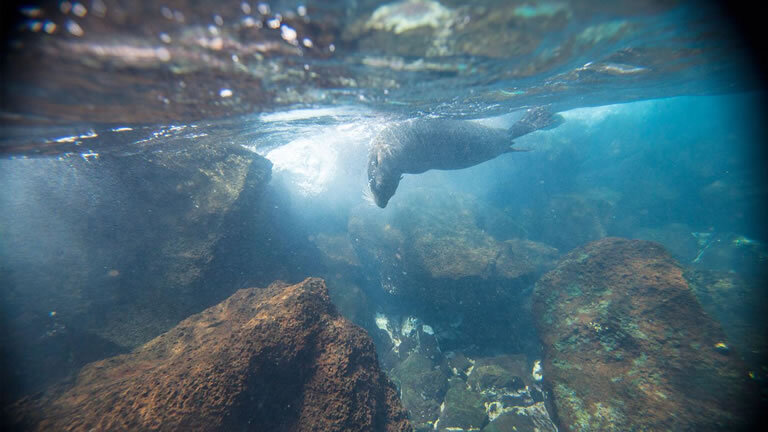 Upgraded Land Galapagos