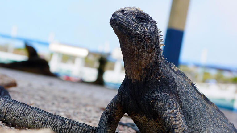 Upgraded Land Galapagos