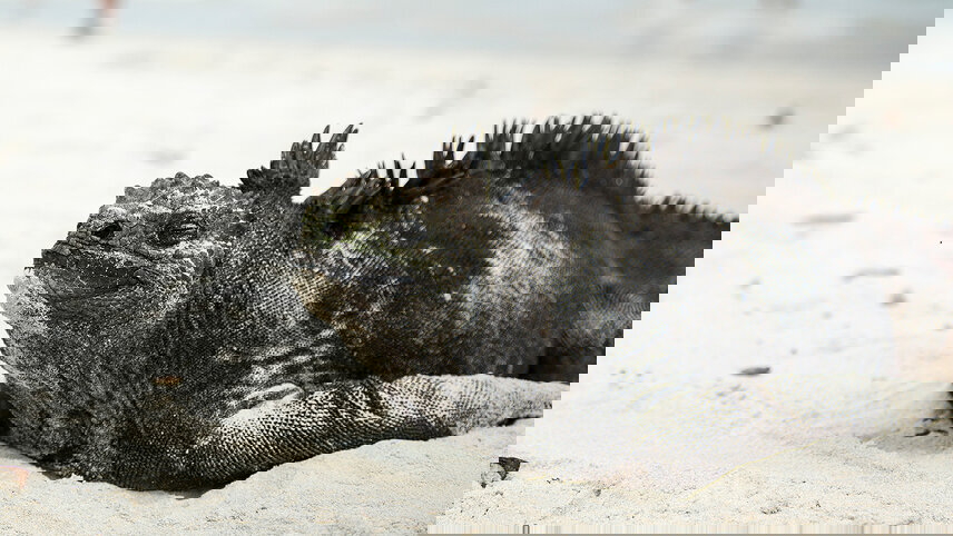 Ecuador: Volcanoes, the Amazon & the Galápagos Islands