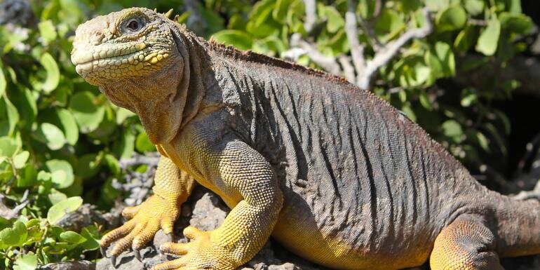 Galápagos Adventure: Snorkelling & Sea Lions