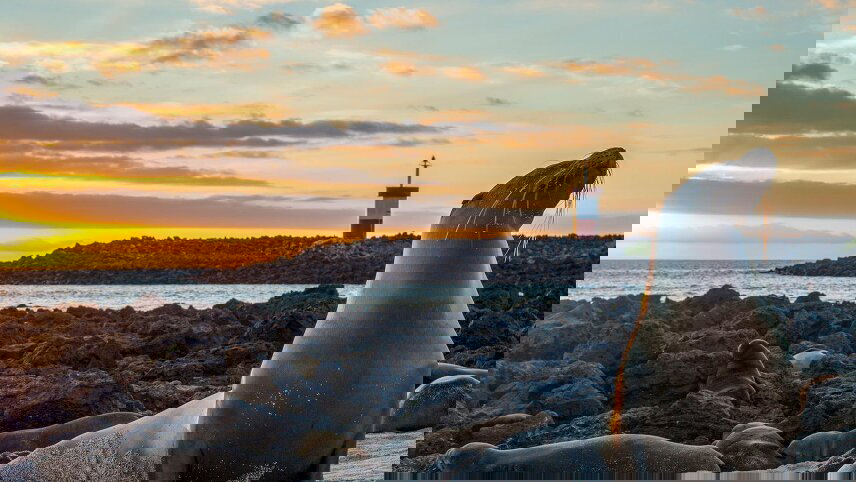 Galápagos – Central and East Islands aboard the Reina Silvia Voyager (Cruise Only)