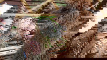 7 Day Inca Adventure: Cusco, Machu Picchu & the Best Views Ever (G Adventures)