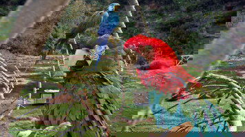 16 Day Peru: Lima, the Inca Trail & the Amazon (Machu Picchu by Train) (G Adventures)