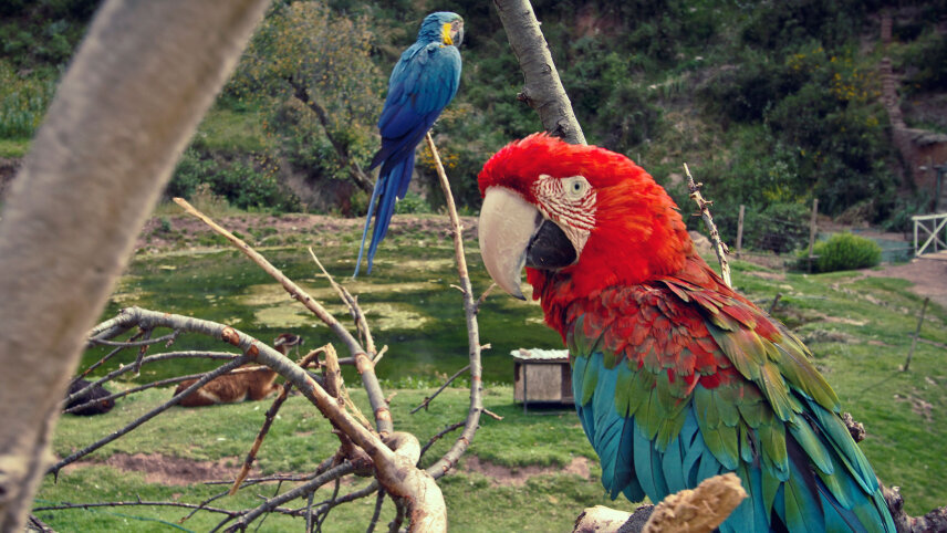 Peru Family Journey: The Amazon & Machu Picchu