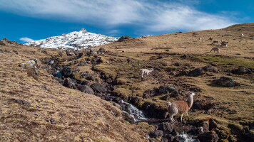 14 Day Journeys: Iconic Peru (Lares Trek) (G Adventures)