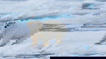 11 Day Realm of the Polar Bear in Depth (G Adventures)