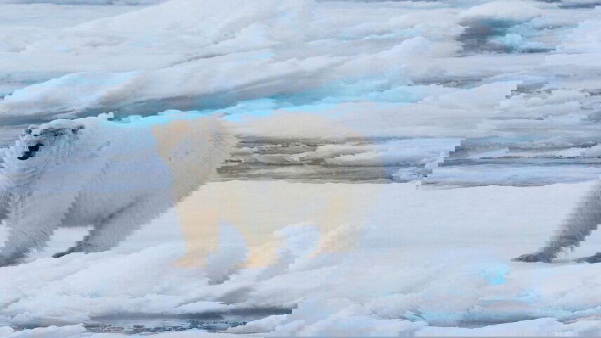 Realm of the Polar Bear in Depth