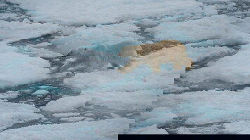 8 Day Realm of the Polar Bear (G Adventures)