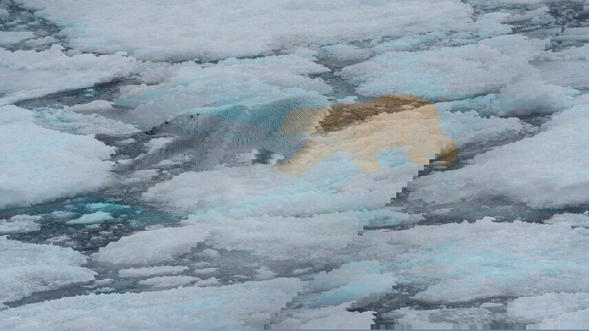 Realm of the Polar Bear