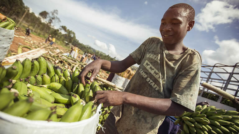 Uganda Overland: Gorillas & Chimps