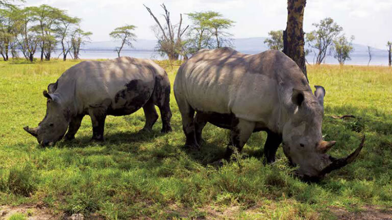 Kenya & Tanzania: the Safari Experience with Zanzibar