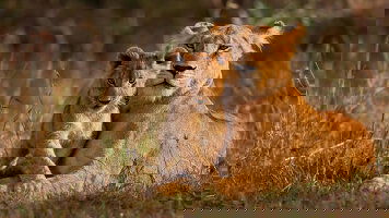 Sightseeing & VIP Access