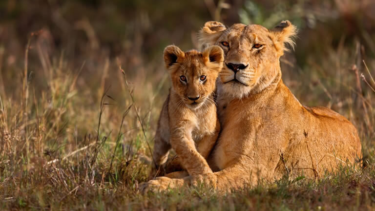 Kenya & Tanzania: The Safari Experience