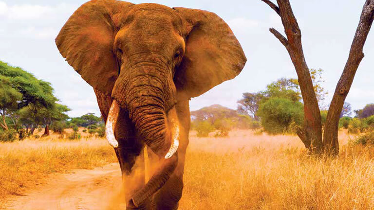 Tanzania: The Serengeti & Beyond with Serengeti Extended Stay