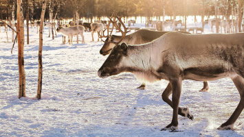 6 Day Festive Polar Escape (Globus)