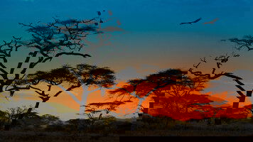 11 Day Kenya: A Classic Safari with Amboseli (Globus)