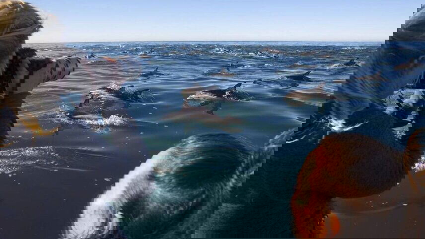 South Island Epicurean Odyssey