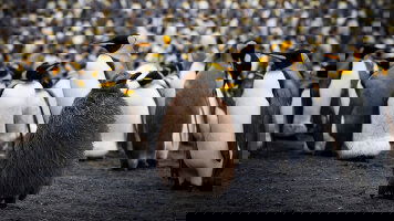 Antarctic, New Zealand & Subantarctic Islands Cruises