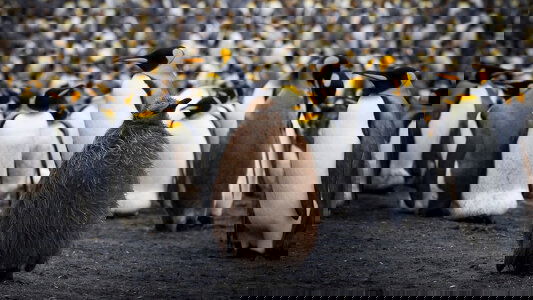 Antarctic, New Zealand & Subantarctic Islands Cruises