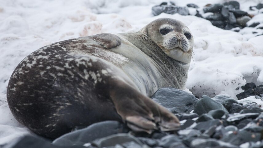 Antarctic Peninsula Expedition Cruise, Including South Shetland Islands
