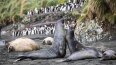 17 Day Birding Down Under (Heritage Expeditions)