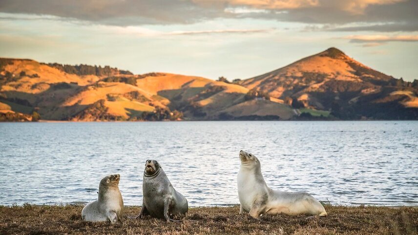 The Best Of New Zealand