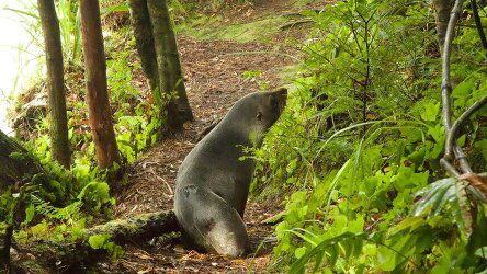 5 Day Fiordland Explored (Heritage Expeditions)