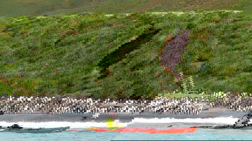Galapagos Of The Southern Ocean