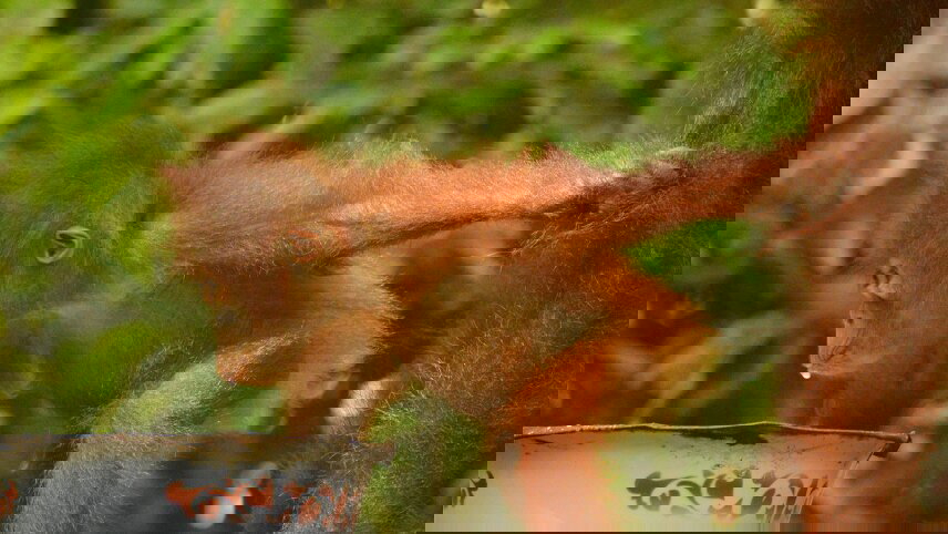 Indonesia's Forgotten Islands