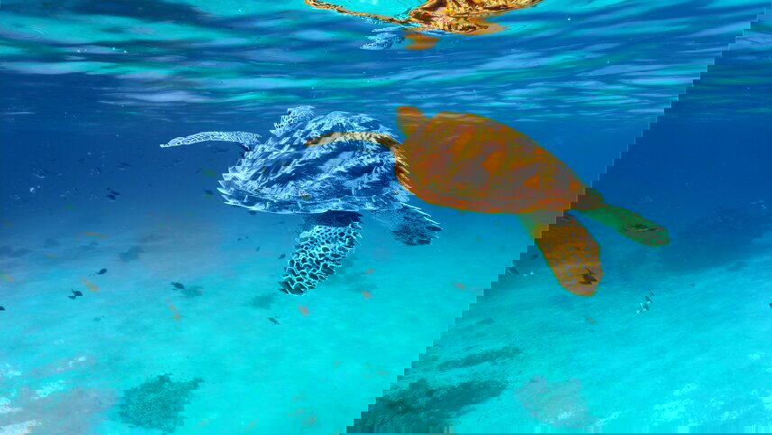 Indonesia's Forgotten Islands