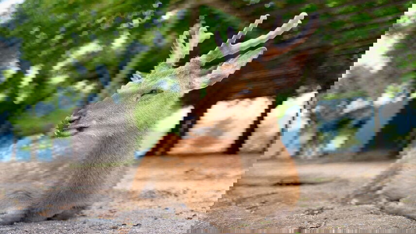 Japan's National Parks, Art & Culture