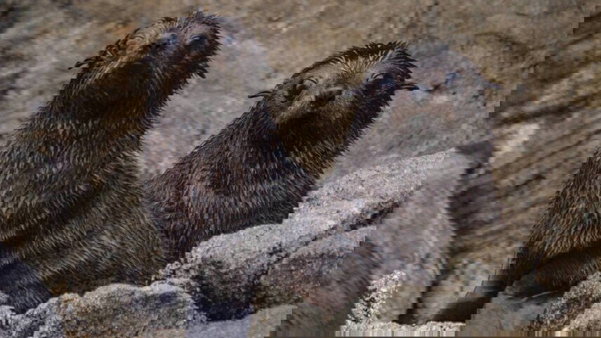 Undiscovered Dusky Sound