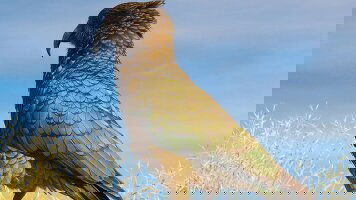 6 Day Unseen Fiordland & Stewart Island (Heritage Expeditions)