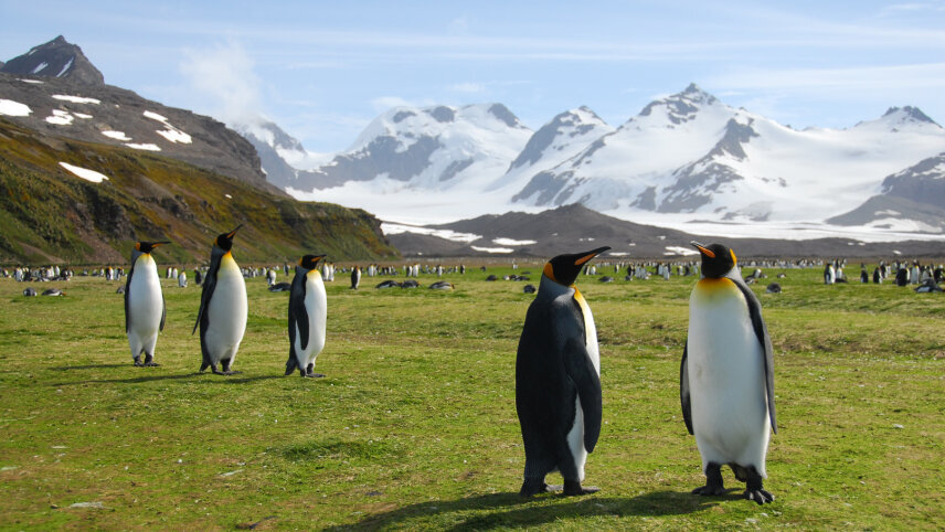 The Ultimate South Georgia, Falklands & Antarctic Peninsula Cruise