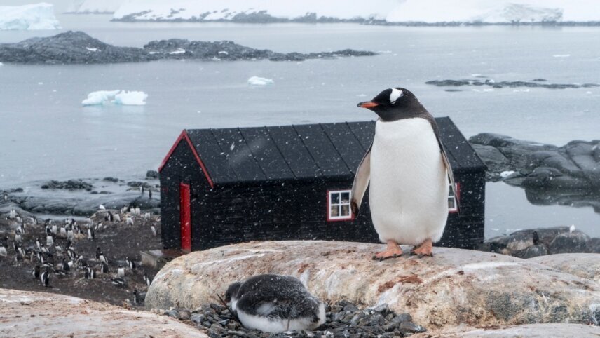 The Ultimate South Georgia, Falklands & Antarctic Peninsula Cruise