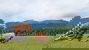 Discover the Wonders of Alaska in 2026 with Holland America Line