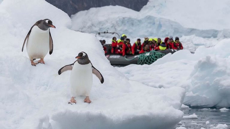Antarctica, Chilean Fjords and Falklands – Great Explorers and Wildlife