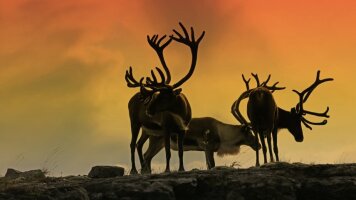 15 Day Follow the Midnight Sun (Norway, Sweden, & Finland) (Hurtigruten)