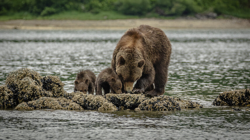 Alaska & British Columbia – Inside Passage, Bears and Aleutian Islands (Southbound)