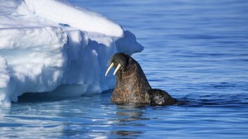 21 Day Arctic Canada and Greenland Expedition – Circumnavigating Baffin Bay (HX Expeditions)