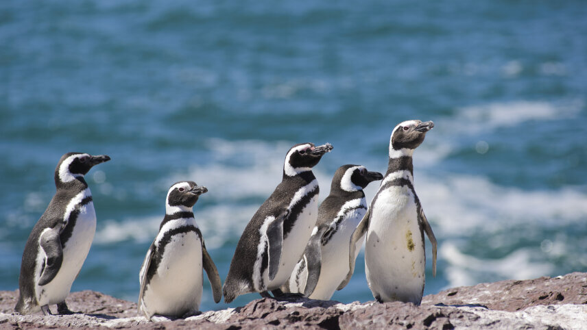 Antarctica & Falklands Expedition (Northbound)