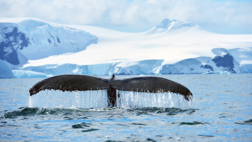 Antarctica & Falklands - From Punta Arenas to Buenos Aires